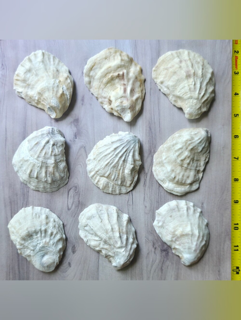 9 Oyster Shells Craft Wedding Decorative Beach Ocean Sea